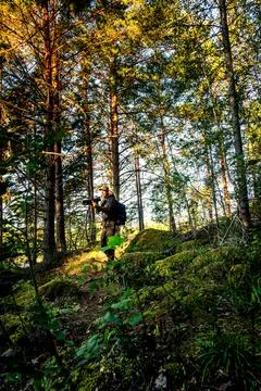 Man with camera walking forest trail among tall trees a summer morning Stock Photos