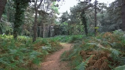 Man with a camera walking through the woods Stock Footage 84874277