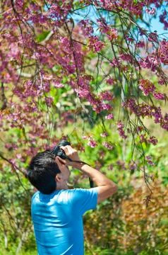 A man with camera in the wild himalayan cherry Stock Photos