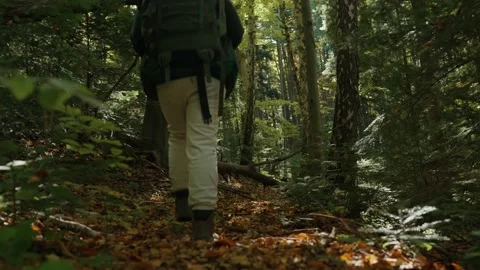 Man with camping backpack walking through the dense sunny forest Stock Footage 194134287
