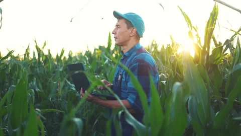 The man in a cap stands in the cornfield with his laptop, as sunlight filters Stock Footage 320063871