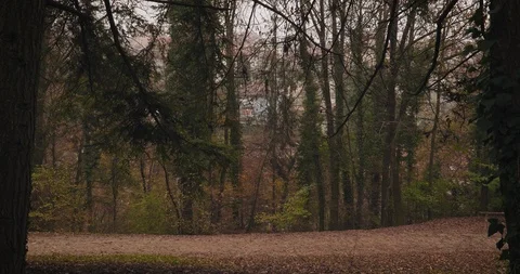 A man with a cap walking in the forest park in autumn Stock Footage 98111017