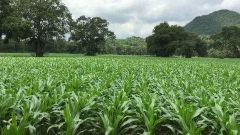 Man in the car recording corn field in countryside. Stock Footage 96732786