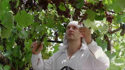 The man carefully picking grapes and puts it in a box Stock Footage 54413821
