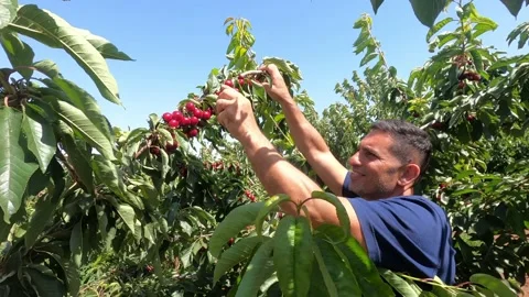 Man carefully picking up red, ripe cherry of branch. Stock Footage 197785407