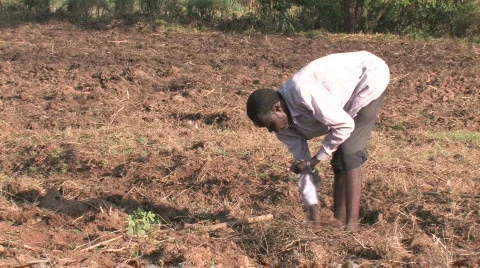 Man carefully plants maize in his small plot of land in Kenya, Africa Stock Footage