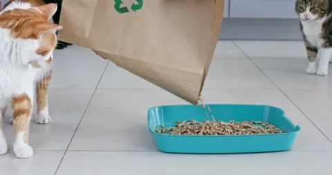 Man carefully pours pellets out of bag while cats walk nearby Stockbeeldmateriaal 286034020