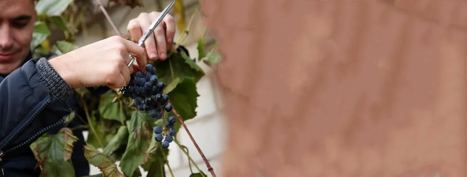 A man carefully using scissors to prune grapes during the harvest. grapes h.. Stock Photos