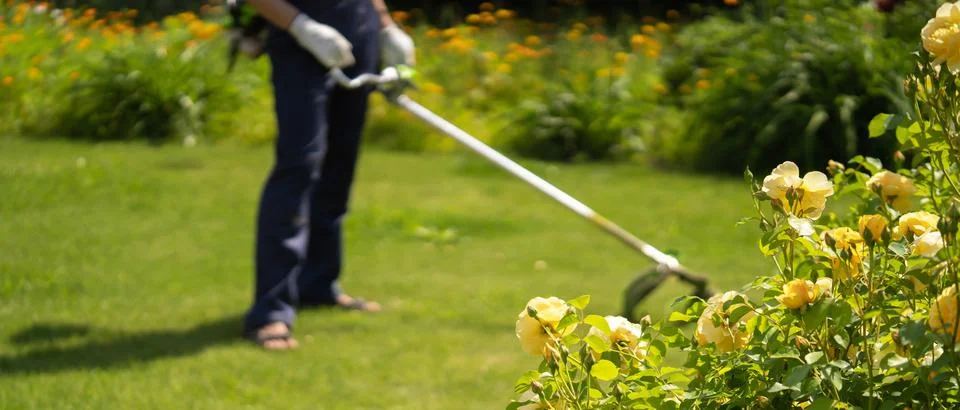 A man cares for the grass in the backyard Stock Photos