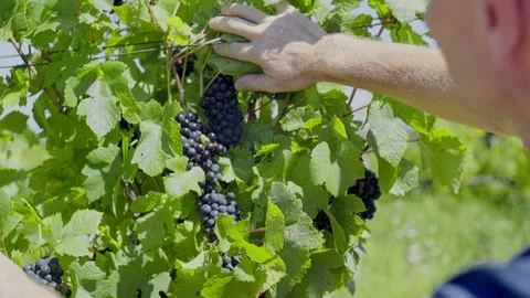 Man cares for vineyards Stock Footage 130207009