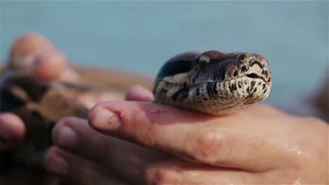 The man caress his snake in the river. Stock Footage