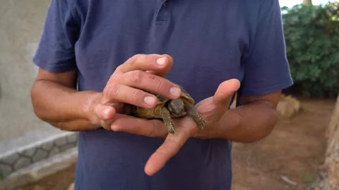 Man caresses the head of a tortoise with his fingers, Testudo graeca, endange Stock Footage 219506216