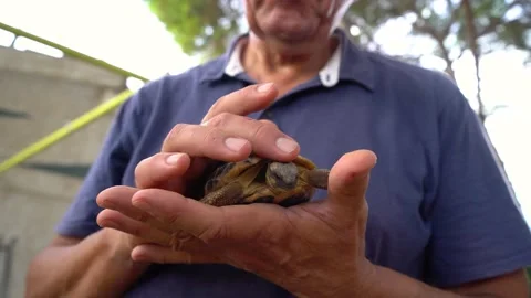 Man caresses the head of a tortoise with his fingers, Testudo graeca, low ang Video stock 219506221