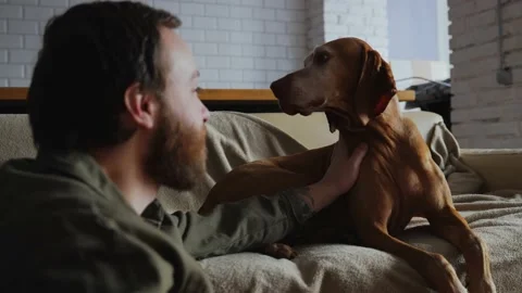 A man caresses his elderly pointer dog lying on the sofa in a cozy apartment 스톡 동영상 233584225
