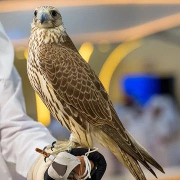 A man carries a falcon during 8th edition of Katara International Hunting. Stock-Fotos