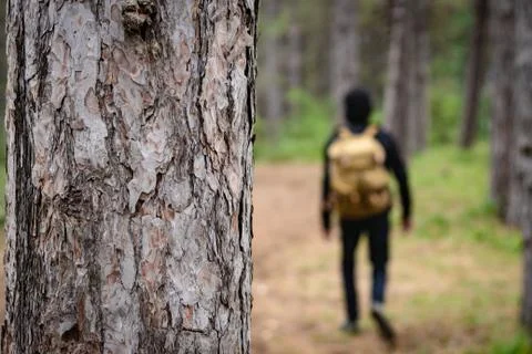 Man carrying a backpack and walking through the forest. 写真素材