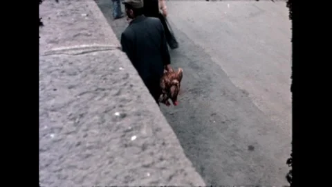 Man Carrying Chickens Stock Footage 278100877