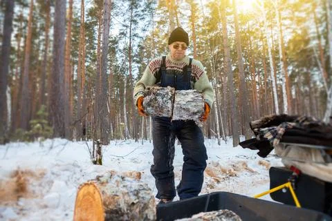 Man carrying cut logs through snowy pine forest toward a utility trailer. F.. Stock Photos