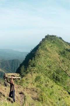 Man Carrying Firewood Bundle on Head, Tropical Ridge Trail, Bali Stock Photos