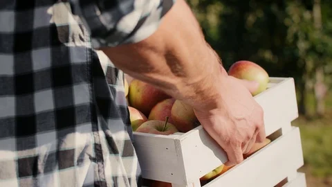 Man carrying a full crate of apples Stock Footage 117359345