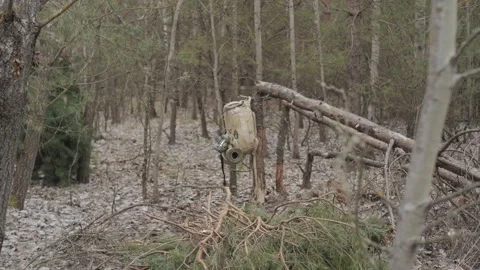 Man Carrying Pine Branches to Build Forest Shelter Stock Footage 319734073