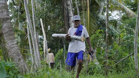 A man carrying a tree Stock Photos