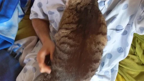 Man cat love Stock Footage 152730183
