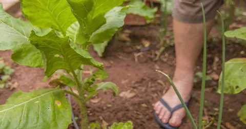 A man catch up some vegetables in your backyard. 스톡 동영상 56962747