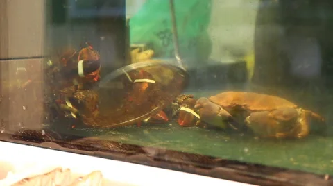 Man catches crayfish Stock Footage 48705370