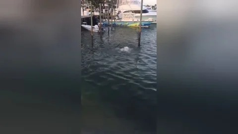 Man catches shark in tiny net and releases it into open sea 動画素材 106304043