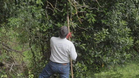 Man catching bay leaf Stock Footage 114613994