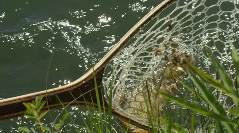 Man catching a fish from landing net Stock Footage 59899690