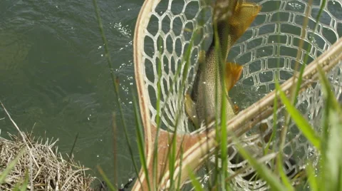 Man catching a fish from landing net 動画素材 59899693