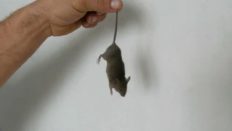 Man caught and holds the tail of a gray house mouse against the background of a Stock Footage 98239241