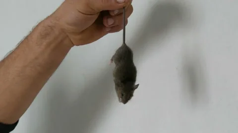 Man caught and holds the tail of a gray house mouse against the background of a Vídeo Stock 105552901
