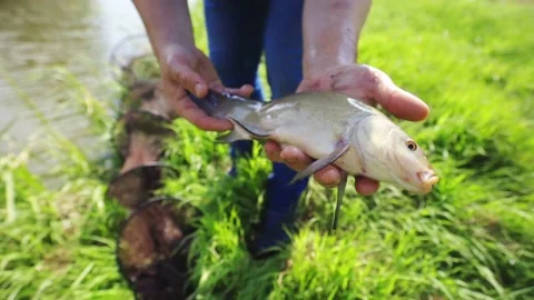 Man Caught Fish Hands Video stock 209966675
