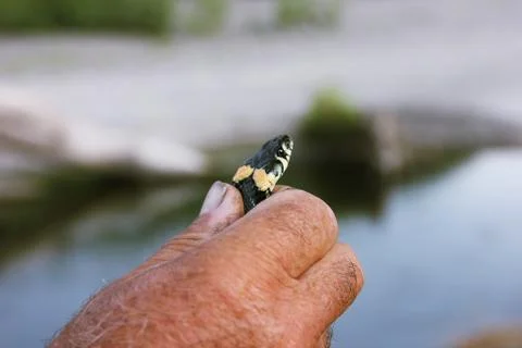 A man caught a snake Stock Photos