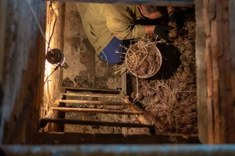 A man in the cellar is sorting potatoes. Russian tradition of storing vegetab Stock Photos
