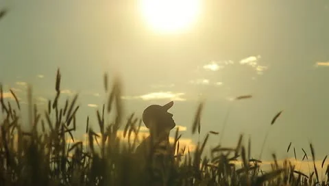 The man in the cereal field (sunny weather) Video stock 11154341