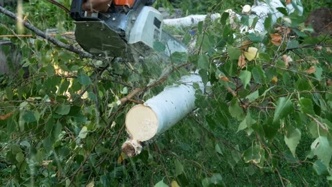 A man with a chainsaw cut off birch branches and throws them aside Stock Footage 158332655