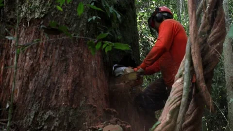 A man with a chainsaw cuts down a huge and ancient tree in the Amazon Stock-Footage 154303385