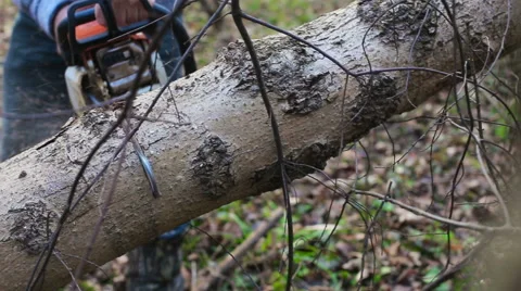 Man with a chainsaw cutting tree 스톡 동영상 58582907