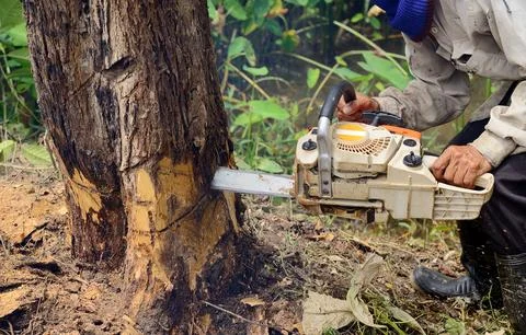Man with chainsaw cutting the tree Stock Photos