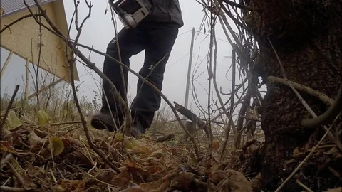 A man with a chainsaw eliminates the small trees on their own plot. Vídeos de archivo 71824690