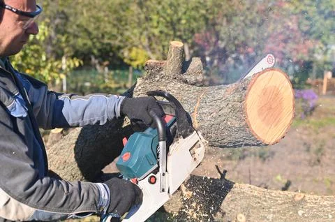 A man with a chainsaw in his hands in the process of sawing a tree. Stock Photos