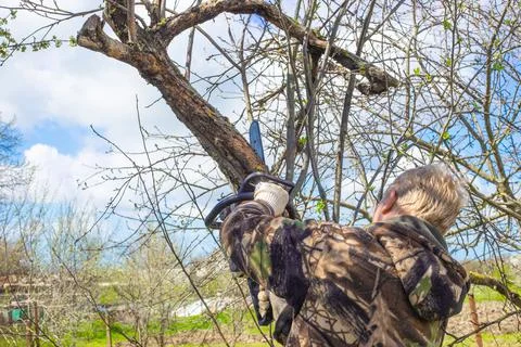 A man with a chainsaw makes pruning of dry branches of old trees in spring. G Photos