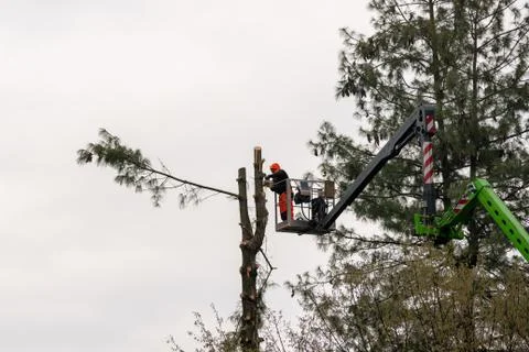 Man with chainsaw pruning trees 库存照片