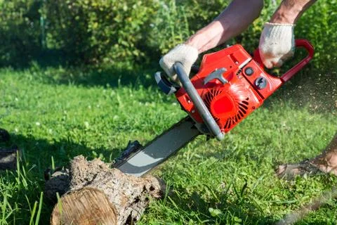 A man with a chainsaw is sawing a tree on a plot (cherry) Stock-Fotos