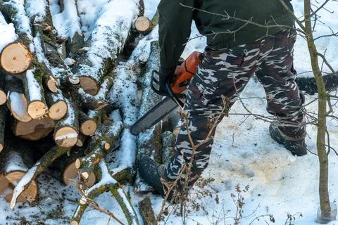 A man with a chainsaw saws branches and tree trunks. Deforestation in winter. Stock Photos