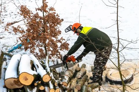 A man with a chainsaw saws branches and tree trunks. Deforestation in winter. Stock Photos